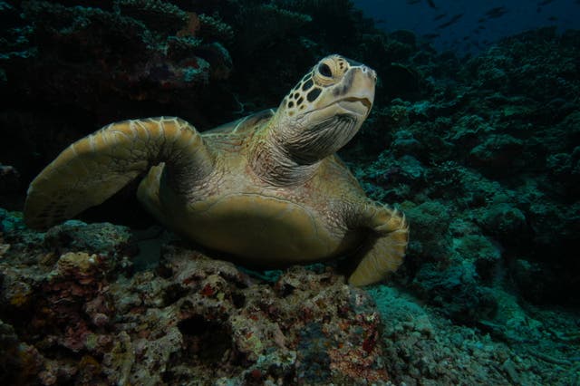 <p>Green turtles have been on the brink of extinction for decades</p>