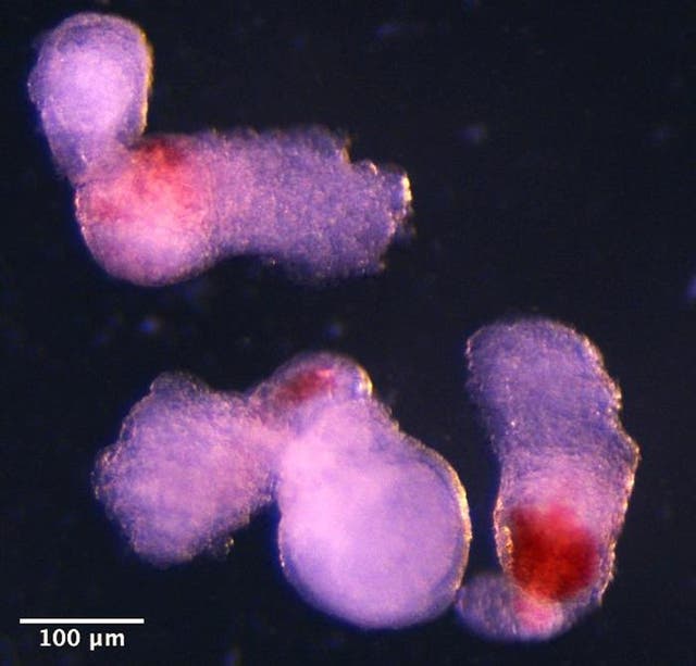 <p>Scientists at the University of Cambridge have named the embryo-like structures ‘hematoids’</p>