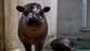 Hugo the feisty baby pygmy hippo chases bubbles and mom in adorable viral clips