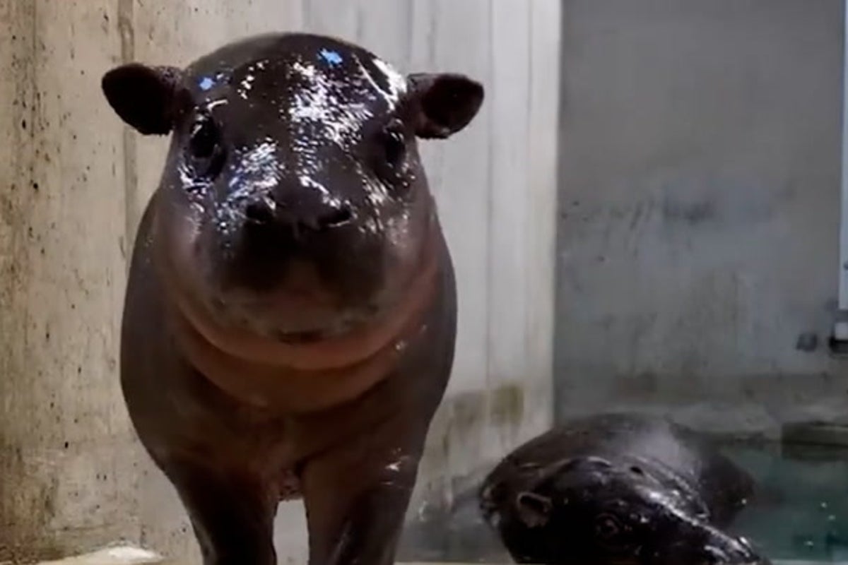 https://static.independent.co.uk/2025/10/10/15/47/Hugo-the-fiesty-baby-pygmy-hippo.jpeg?width=1200&height=800&crop=1200:800