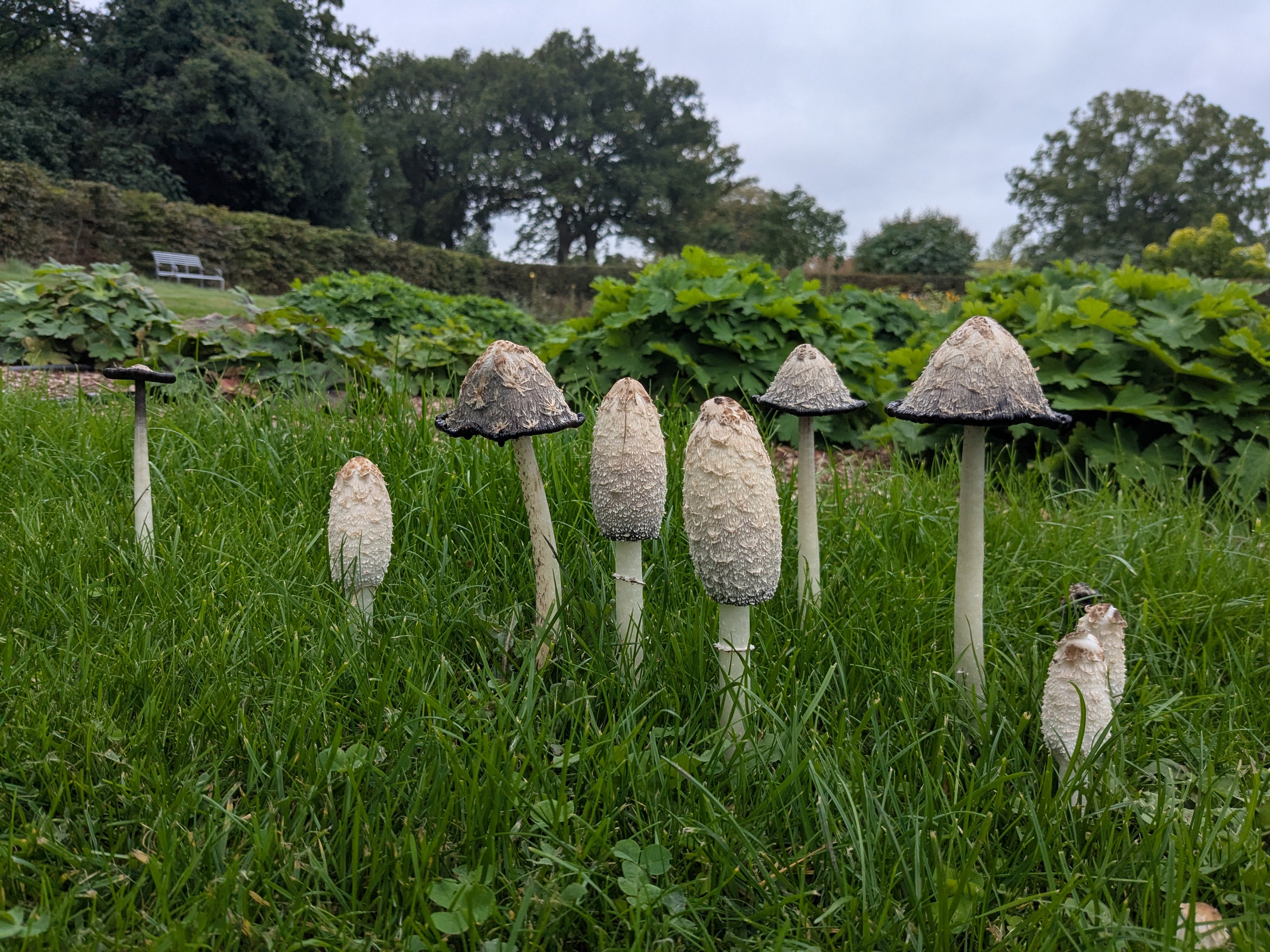 Inkcap mushrooms