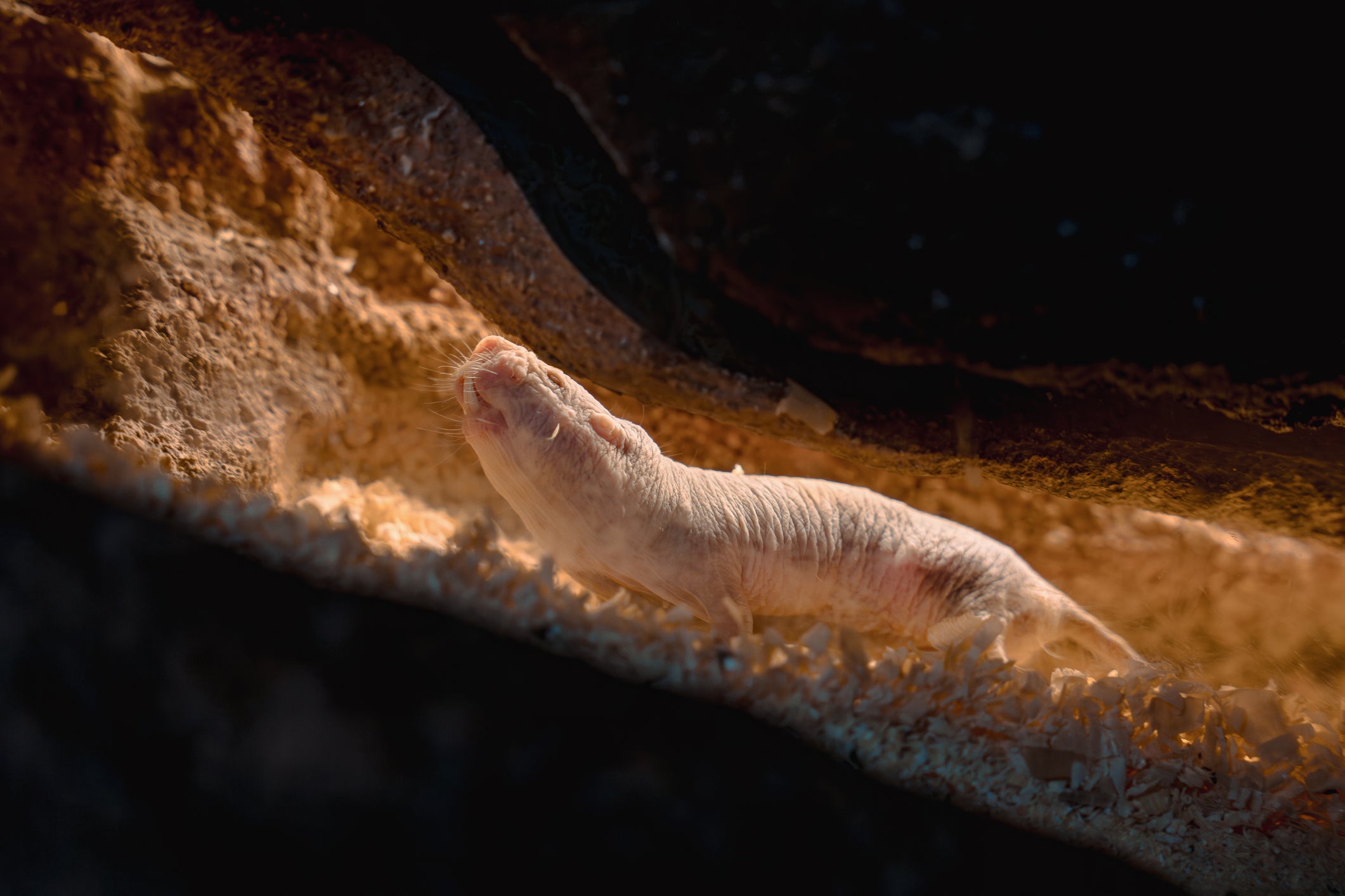Naked mole rats are known for their strange looks and resistance to cancer