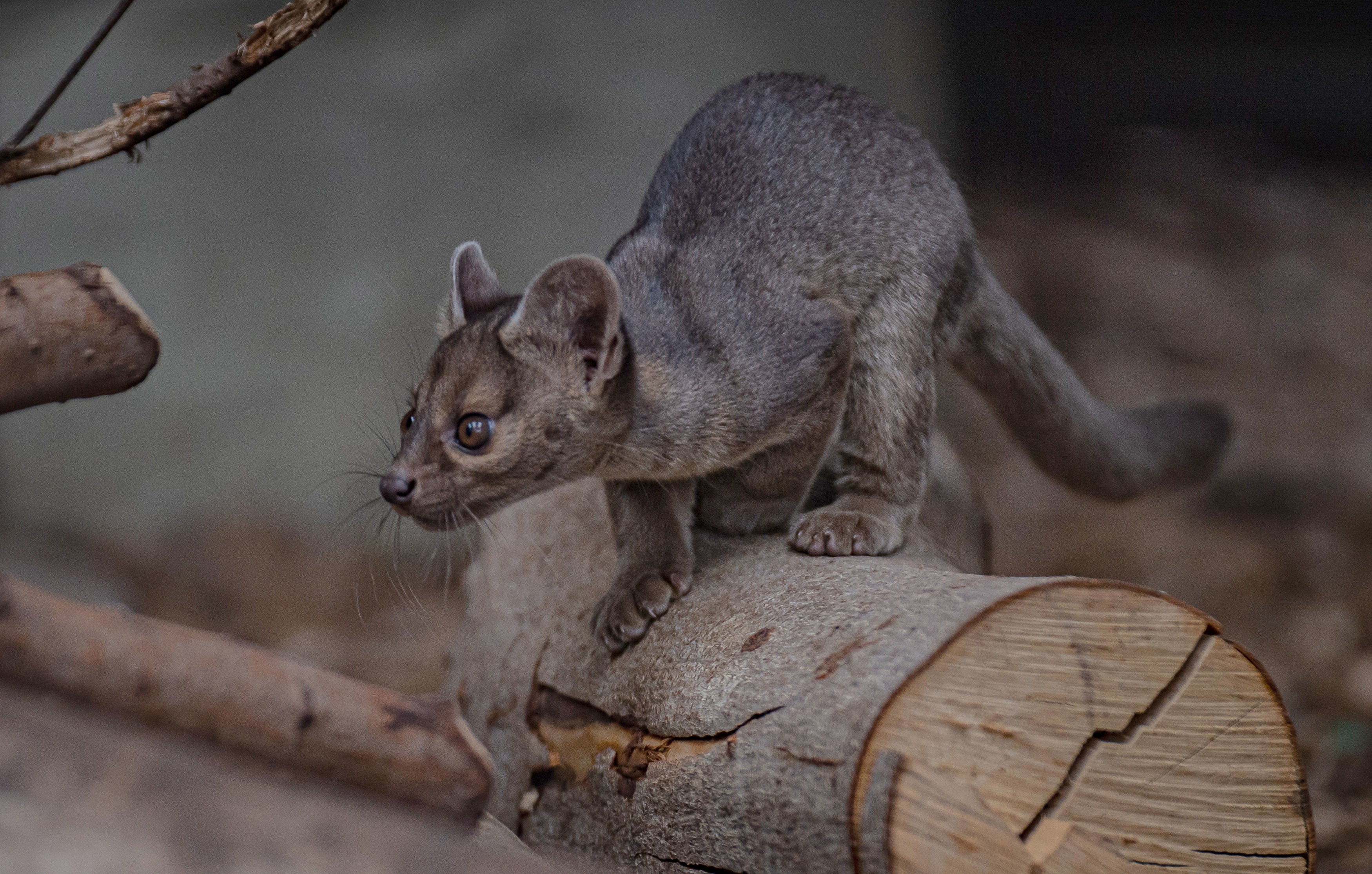 <p>The fossa is a slender, cat-like mammal and the largest natural predator in Madagascar</p>
