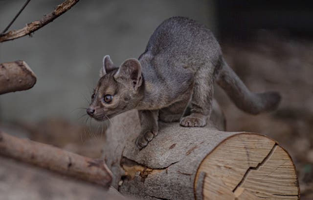 <p>The fossa is a slender, cat-like mammal and the largest natural predator in Madagascar</p>
