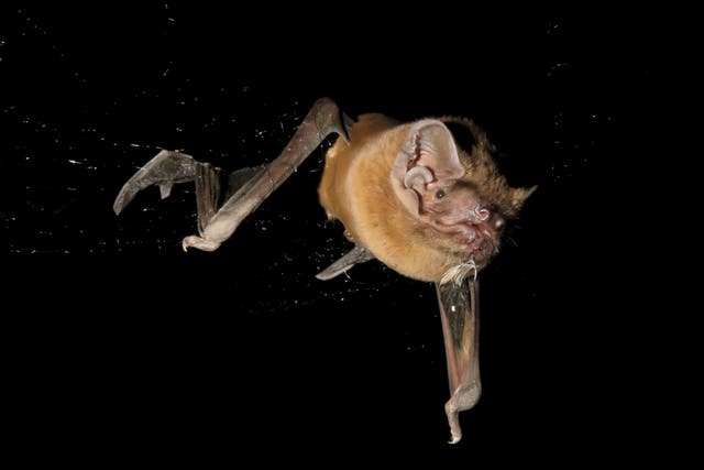 <p>The greater noctule, Europe’s largest bat, doesn’t just eat small birds – it hunts and captures them</p>