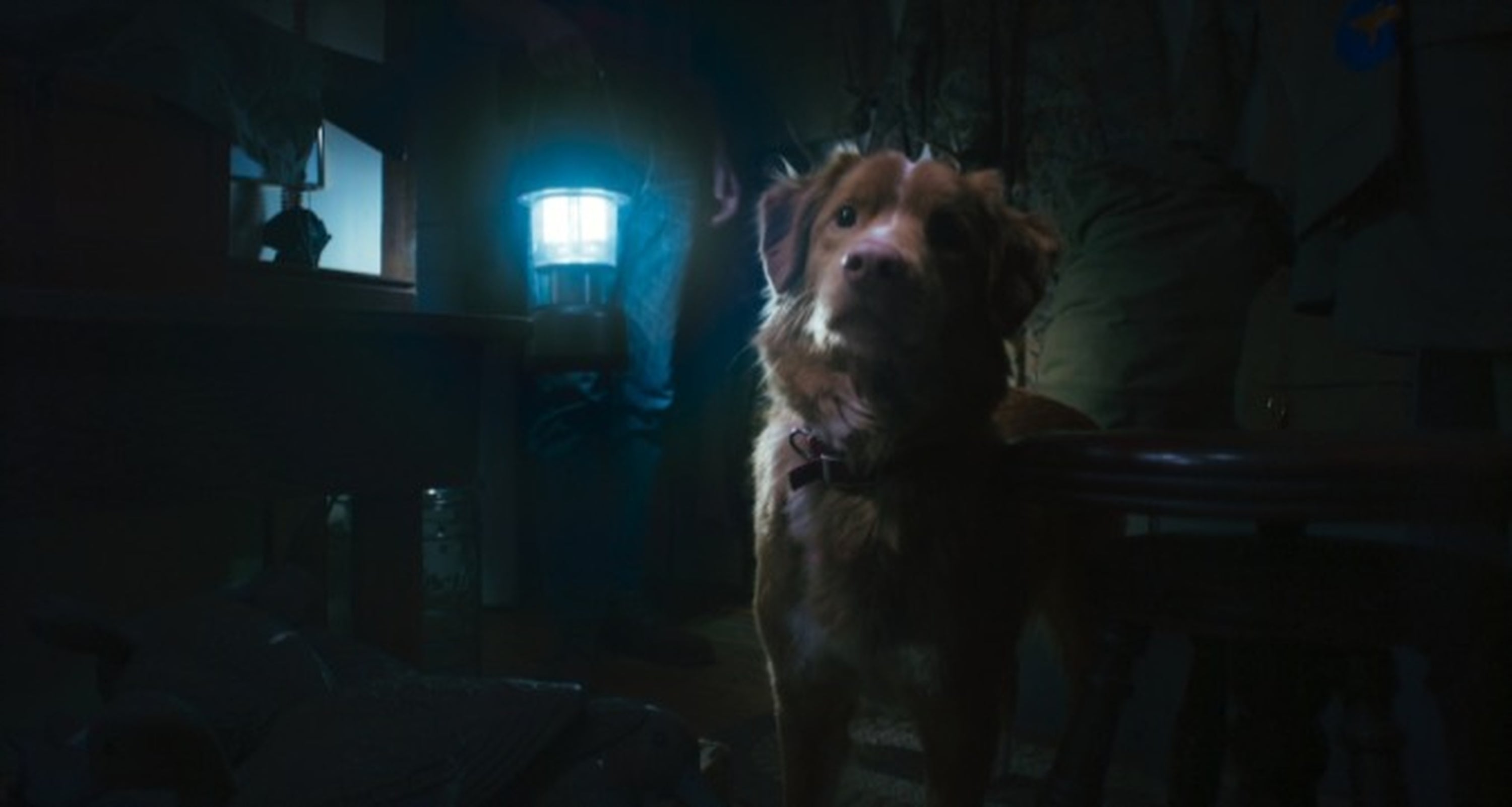 Indy in ‘Good Boy’