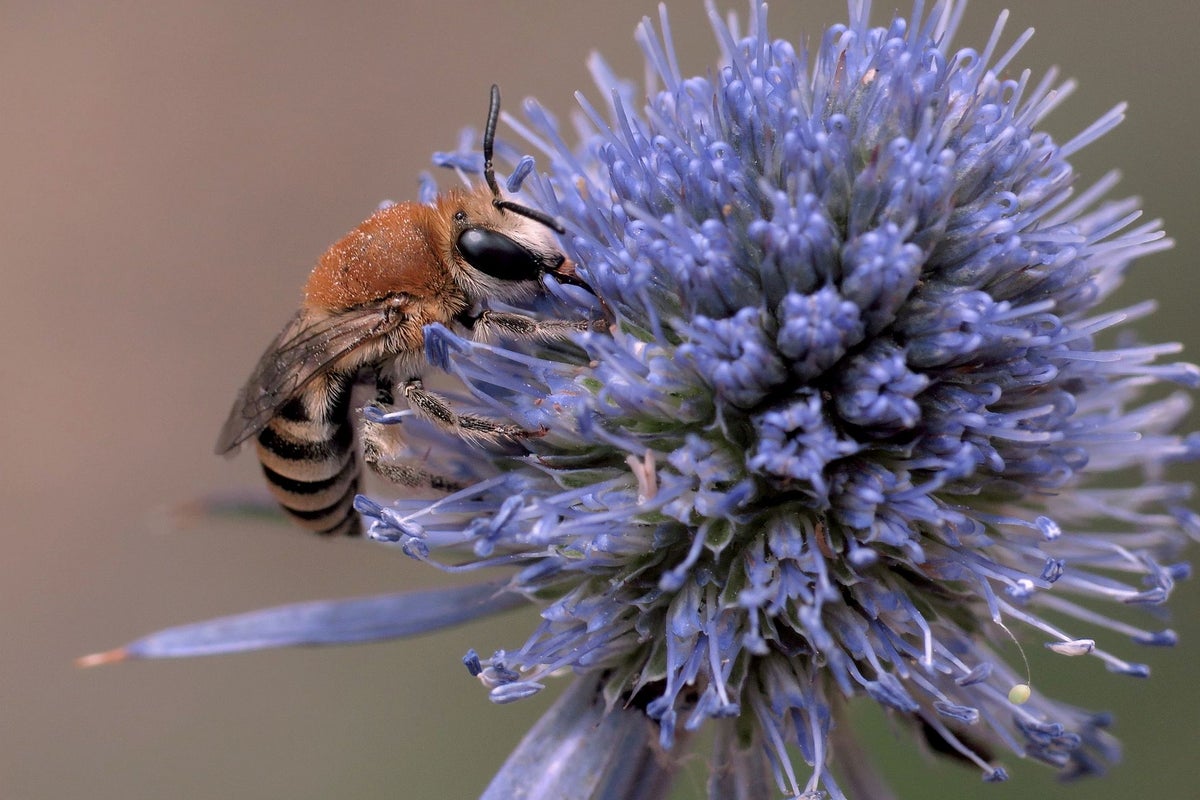 Bees and butterflies face risk of disappearing for good