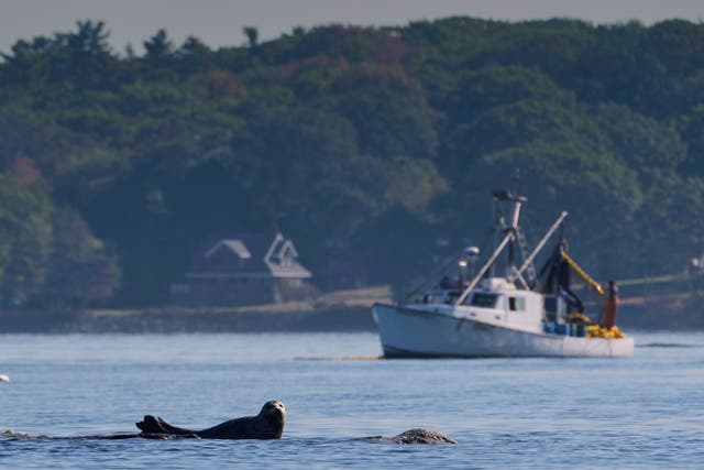 <p>A harbor seal rests on a submerged ledge near fishermen harvesting herring, Monday, Oct. 6, 2025, off Portland, Maine. (AP Photo/Robert F. Bukaty)</p>