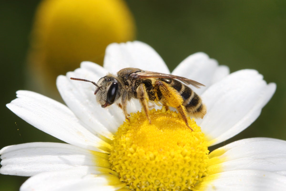 Conservationists warn bees and butterflies are at risk of disappearing for good Conservationists warn bees and butterflies are at risk of disappearing for good