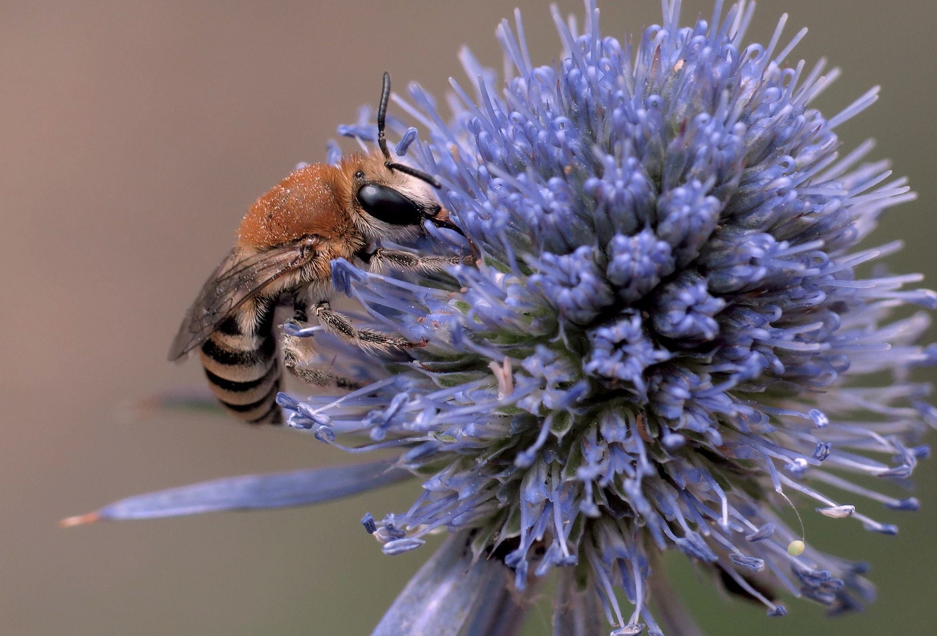 Nearly 100 more wild bee species on the continent are classified as at risk of extinction in the latest European-level assessments for the International Union for Conservation of Nature’s (IUCN) Red List of threatened species