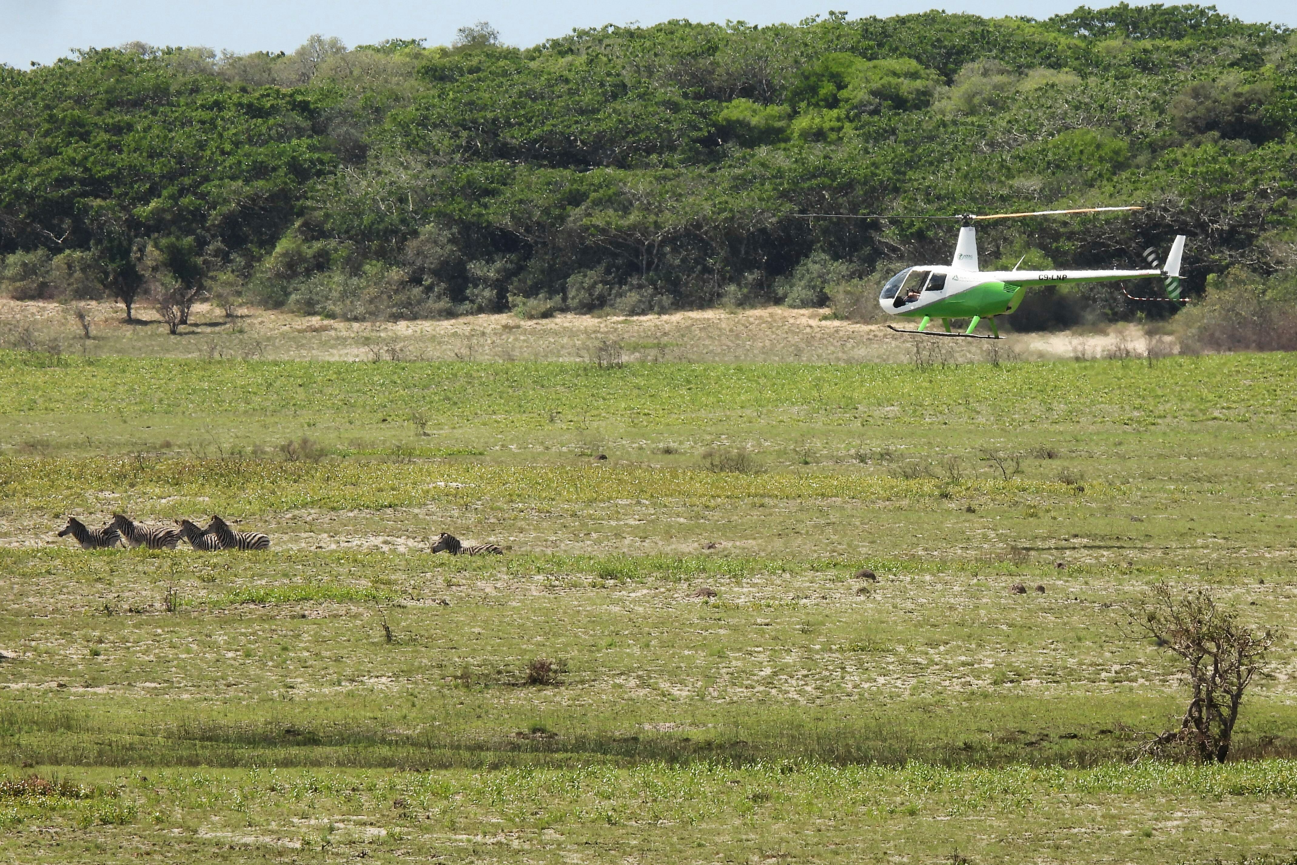 Mozambique Wildlife Relocation