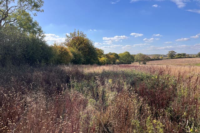 Boothby Wildland is the first landscape-scale nature recovery programme being implemented with Government support (Emily Beament/PA)