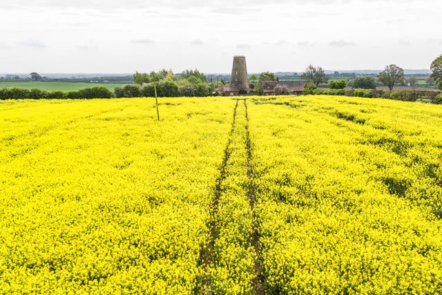Rapeseed is a common break crop (Danny Lawson/PA)