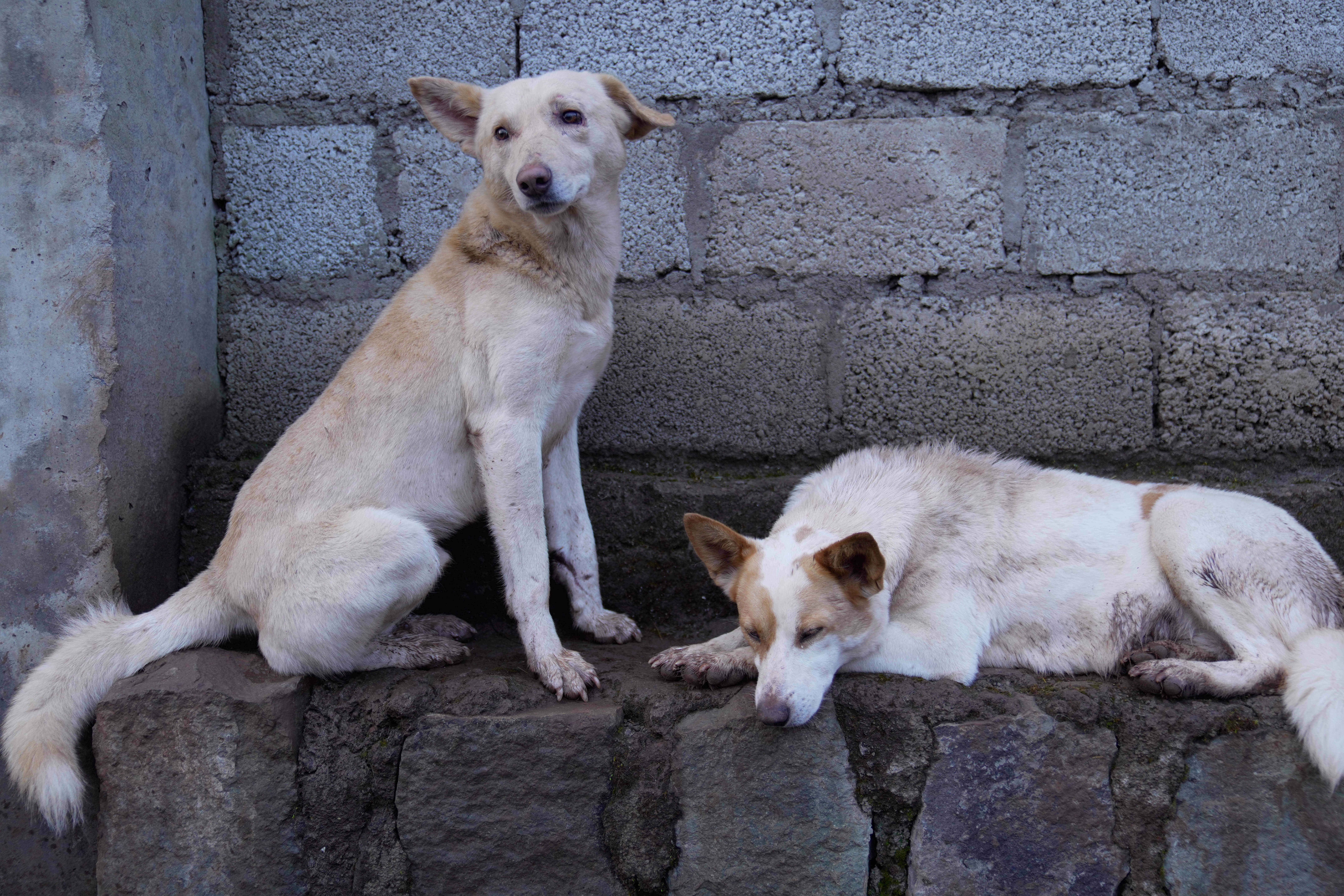 <p>Stray dogs that were abandoned on the streets rest at a shelter in Addis Ababa, Ethiopia, </p>