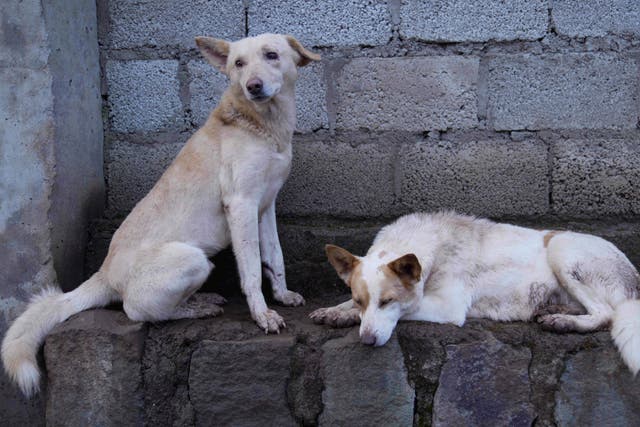 <p>Stray dogs that were abandoned on the streets rest at a shelter in Addis Ababa, Ethiopia, </p>