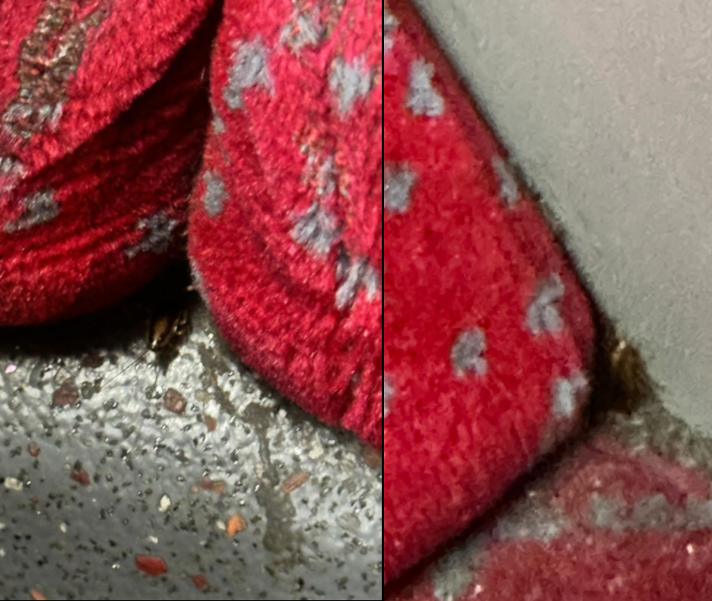 TfL have said reports of cockroaches are rare