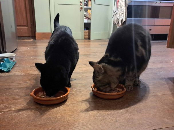 Best cat food IndyBest review Lily’s Kitchen organic paté 