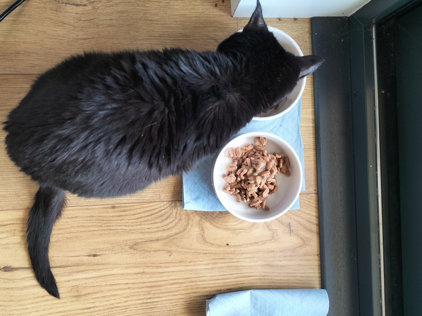 best cat food IndyBest review Royal Canin ageing 12 plus thin slices in gravy