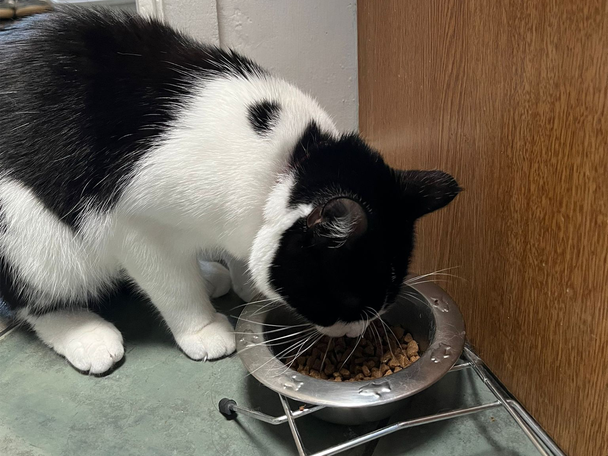 Best cat food IndyBest review Hill’s kitten food with chicken