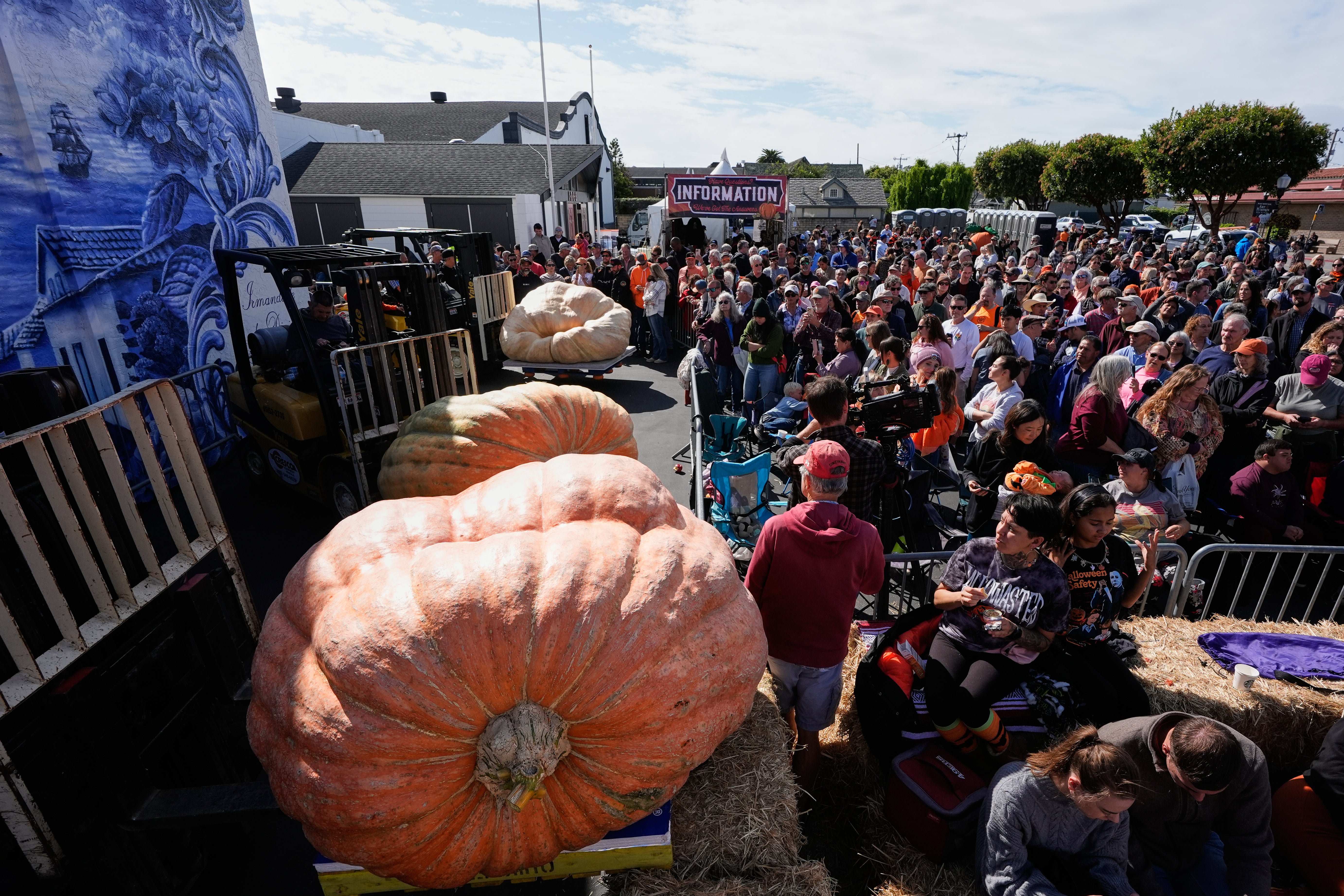 Giant pumpkins are raised by fork lifts before being weighed at the 52nd annual World Championship Pumpkin Weigh-Off in Half Moon Bay, Calif., Monday, Oct. 13, 2025