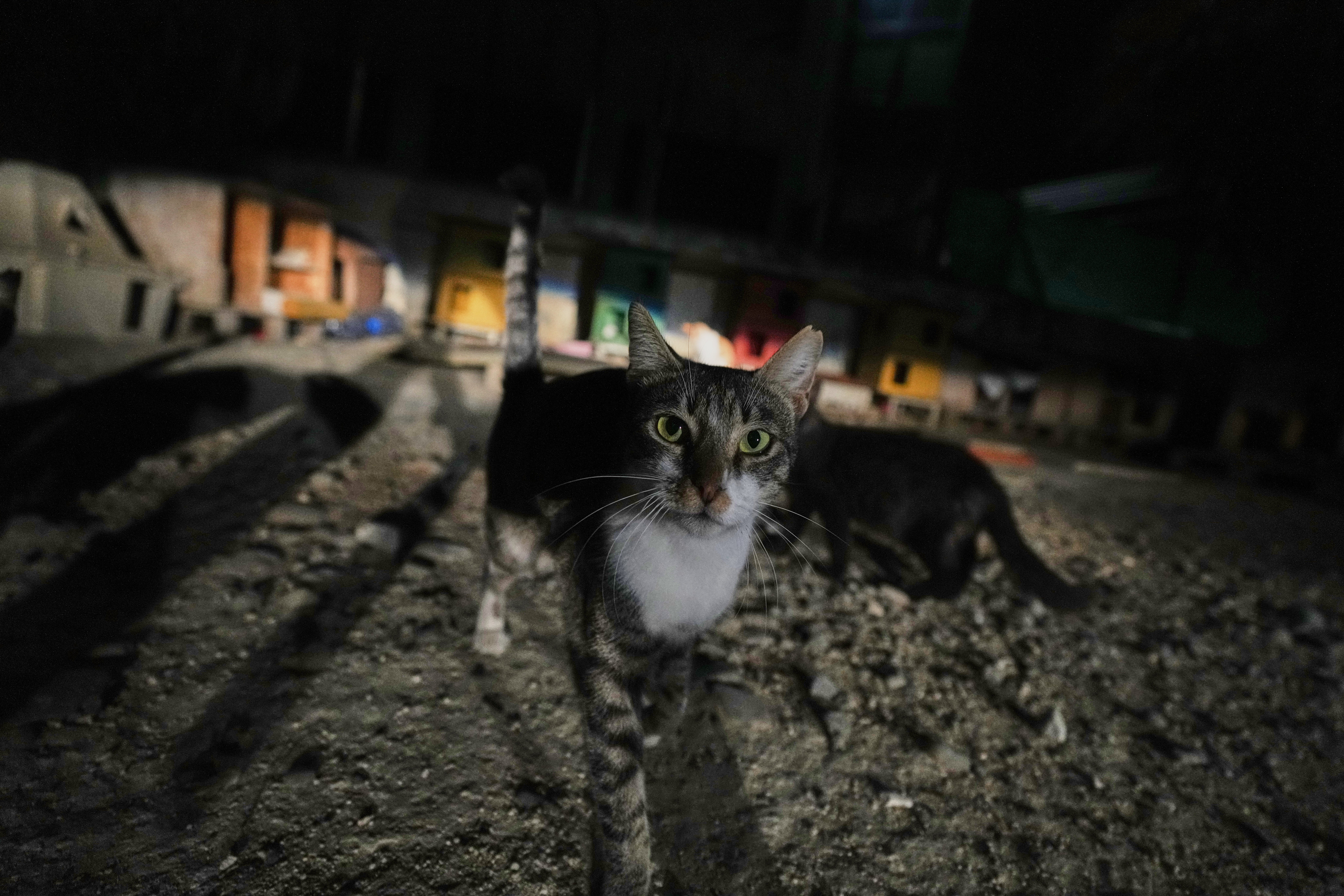 Um gato é visto em 4 de outubro de 2025, Chipre, Capital Nicósia, um parque na região de Lacaimia, em Chipre. (AP Photo/Petros Caradjius)