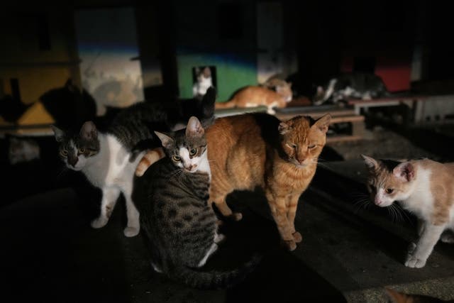 <p>Cats are seen at a park in Lakatamia area, of capital Nicosia, Cyprus, Oct. 4, 2025. (AP Photo/Petros Karadjias)</p>