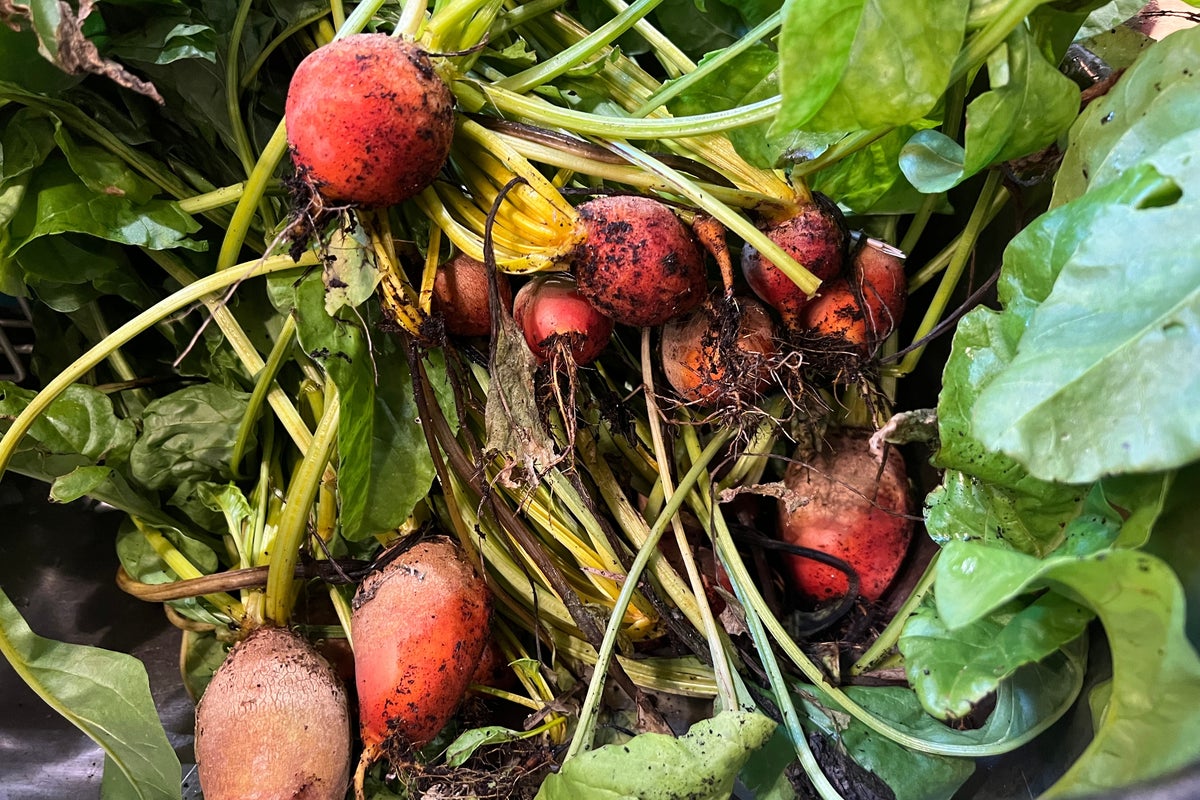 How to cook, freeze or pickle plant scraps instead of throwing them away