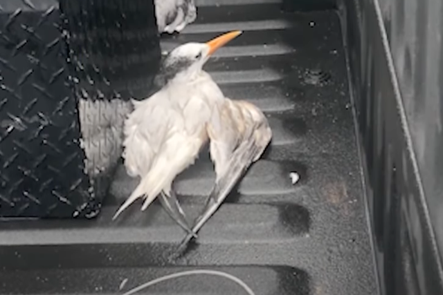 Feds investigating after 50 birds are run over in Florida - and only one survived: ‘Disturbing and deliberate act’ Feds investigating after 50 birds are run over in Florida - and only one survived: ‘Disturbing and deliberate act’