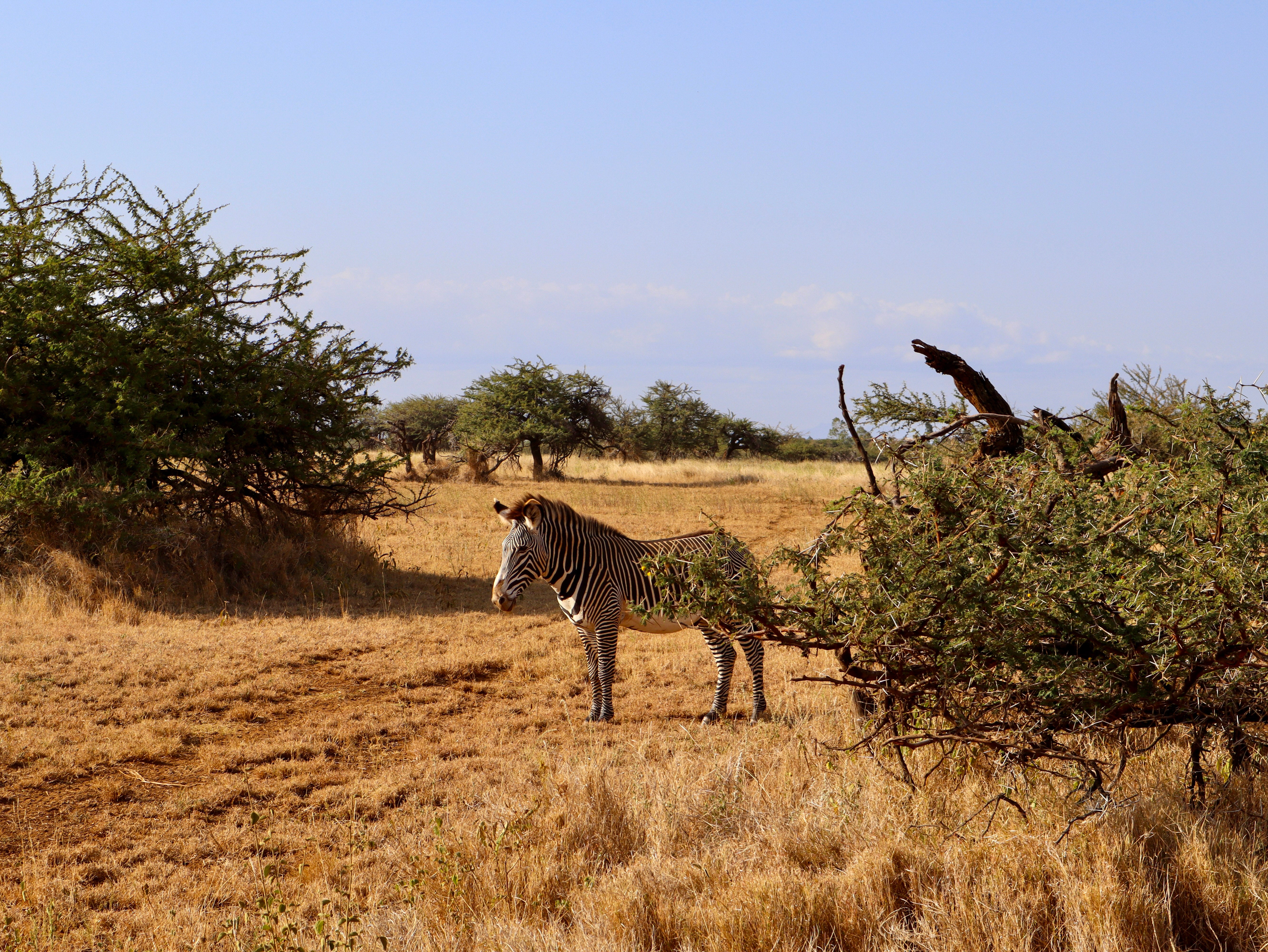 An endangered Grevy zebra at the Lewa Wildlife Conservancy