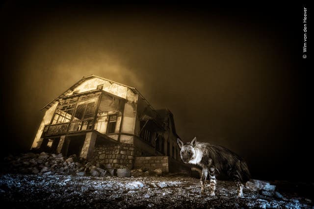 This image of a brown hyena prowling through an abandoned mining town won the Wildlife Photographer of the Year competition (Wim van den Heever, courtesy Wildlife Photographer of the Year/PA)