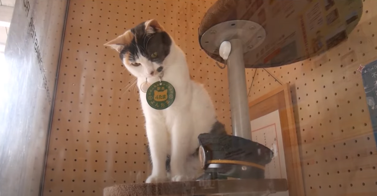 <p>Chocolat, the Japanese feline stationmaster</p>