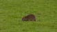 Wales vs Belgium World Cup qualifier stopped after rat invades pitch