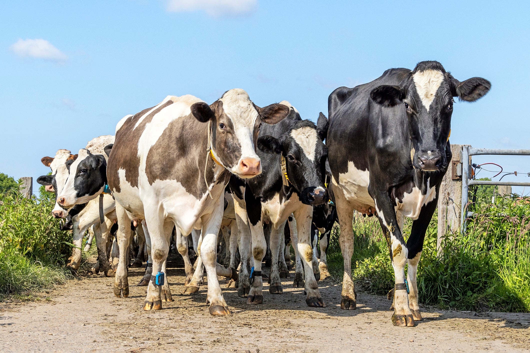 <p>Passengers were sitting on the train at Neath, Wales, as the cows were moved on</p>