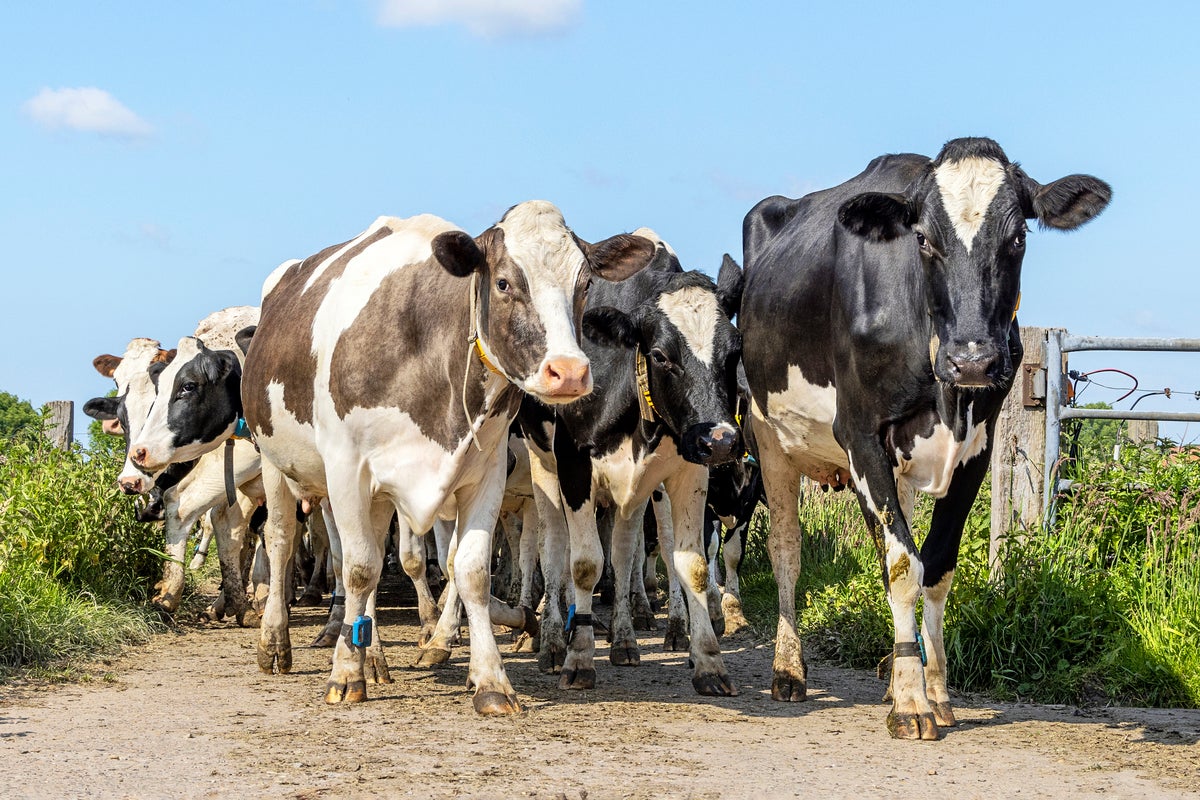 Cows cause travel chaos across major train network