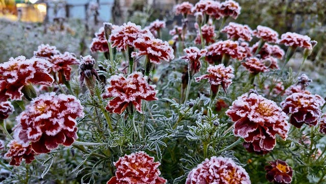<p>Plants typically considered hardy may perish in frost if they have not had adequate time to harden off.</p>