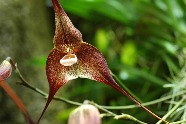 <p>The so-called “monkey-face orchids” have become online celebrities</p>