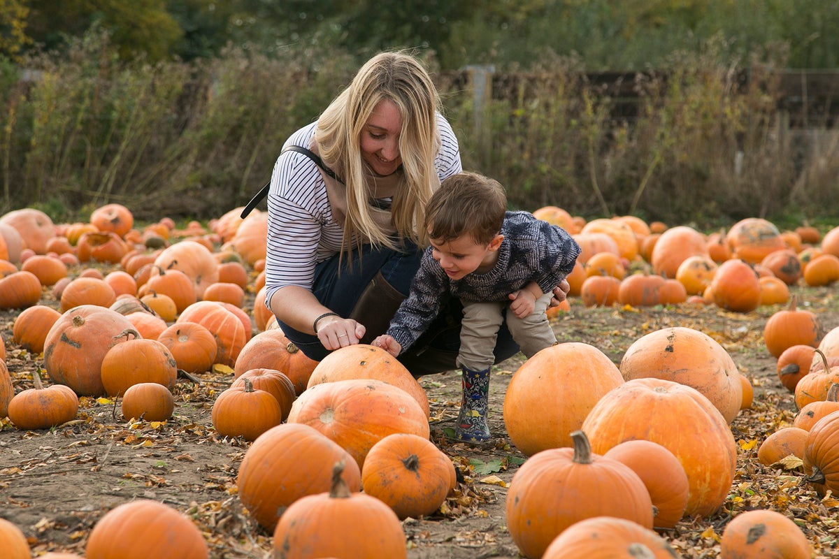 Why the UK is facing a pumpkin shortage this Halloween