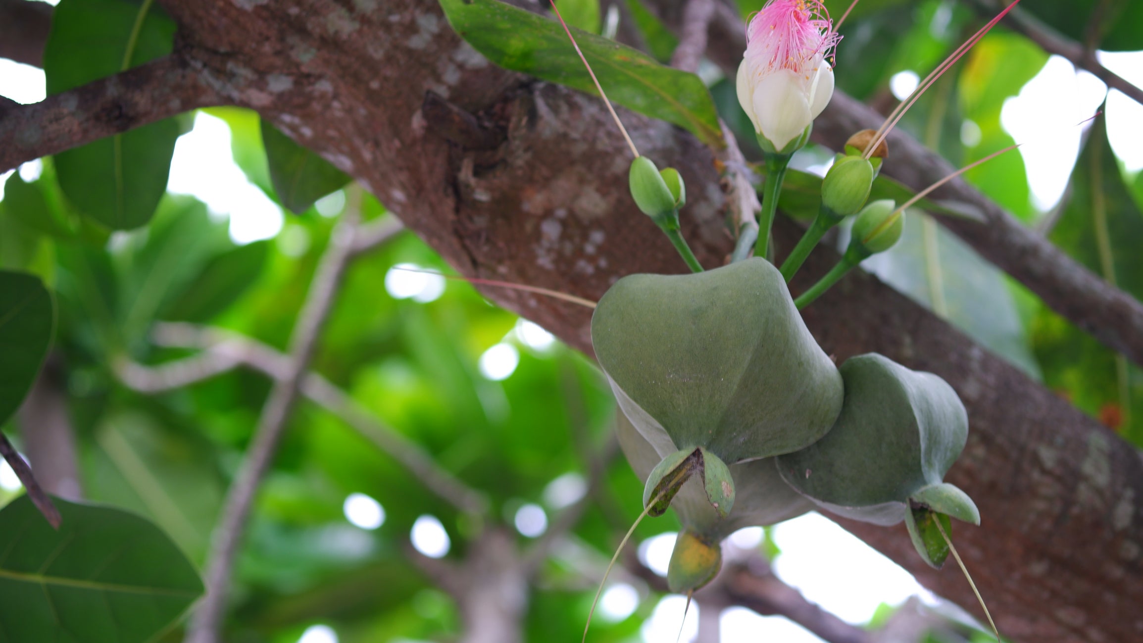 The box fruit is seen hanging from the Barringtonia asiatica tree. The tree is native to the Indo-Pacific.