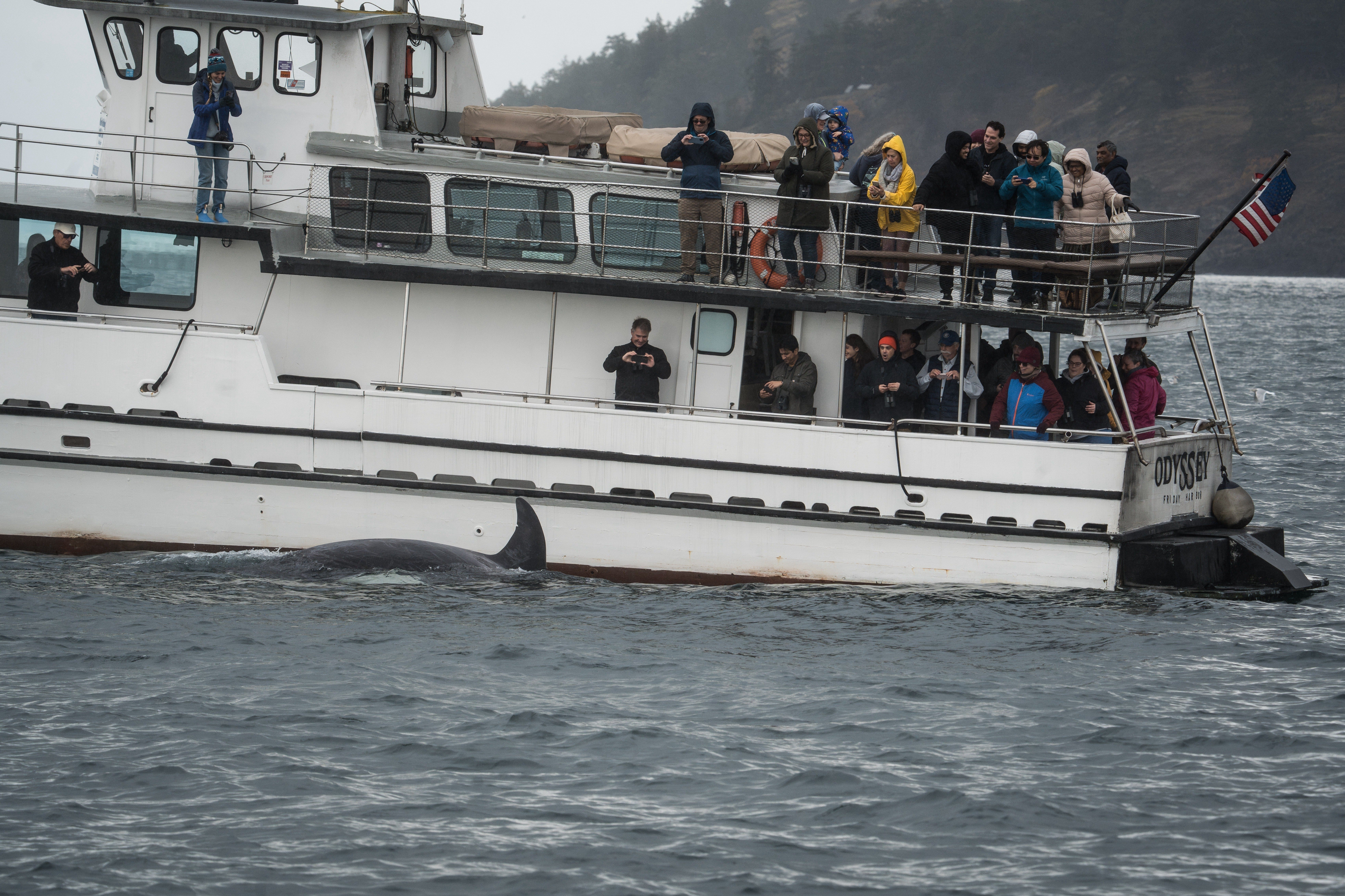 Ein Orca schwimmt an einem Walbeobachtungsboot auf den San Juan Islands im US-Bundesstaat Washington vorbei.