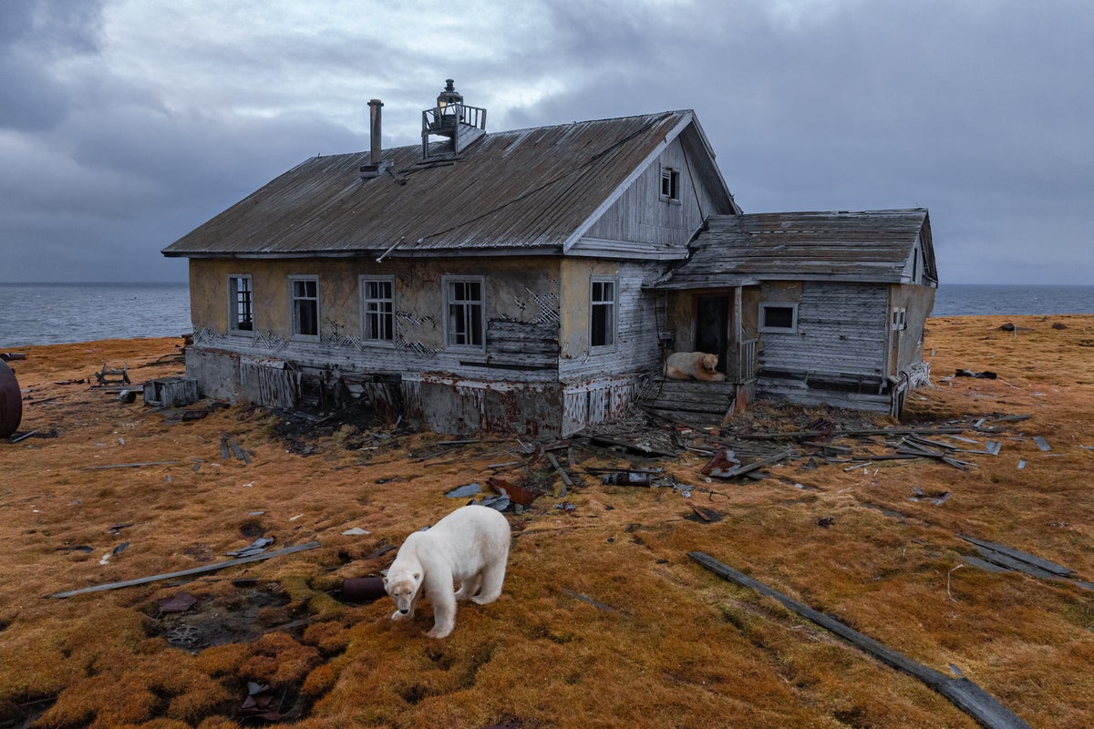 Photos show polar bears chilling at home in abandoned Russian research station
