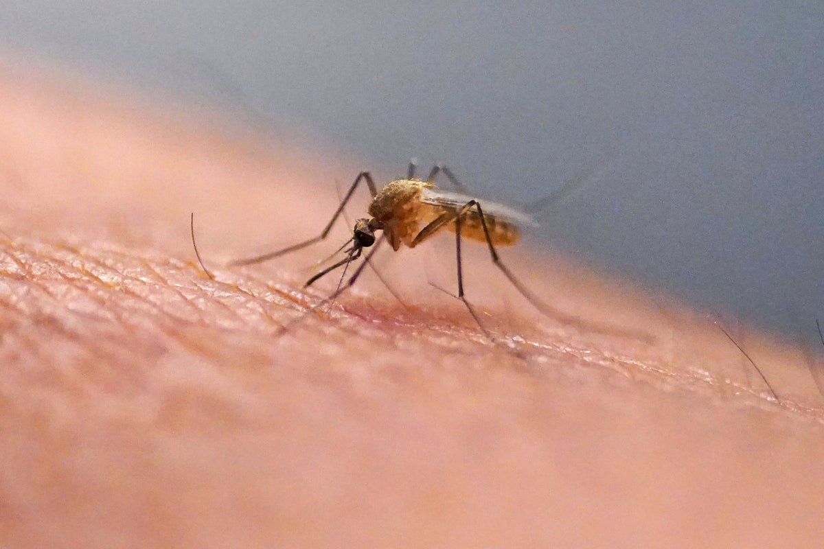https://static.independent.co.uk/2025/10/15/19/Chikungunya_Explainer_05455.jpg?width=1200&height=800&crop=1200:800