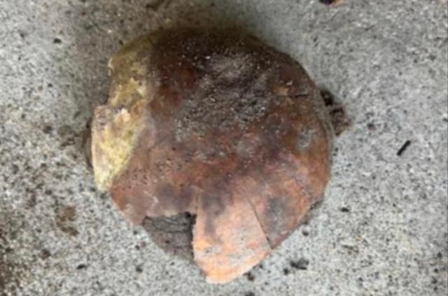 <p>A human skull more than 4,000 years old has been found in Indiana, with the local coroner’s office calling it a 'remarkable discovery'</p>