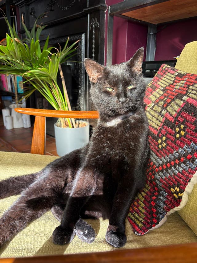 <p>China the cat – a beloved family pet, but expensive</p>