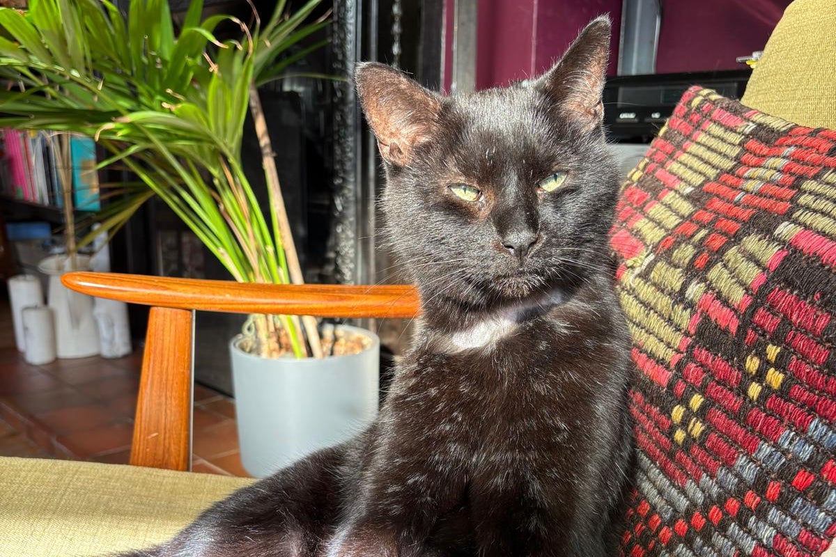 Rip-off Britain? Rip-off kitten, more like. My vet’s bankrupting me