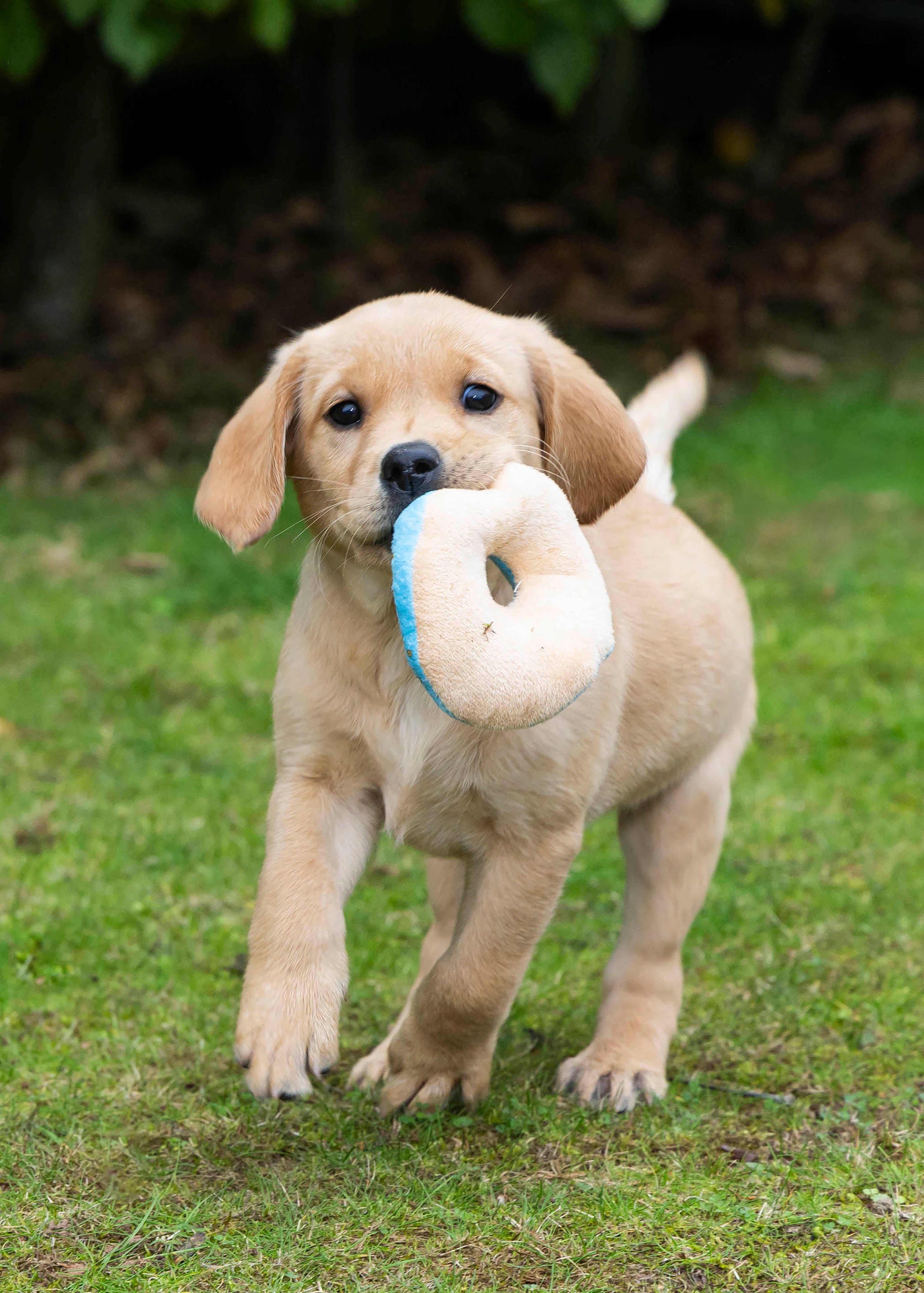 The puppies will go on to become guide dogs