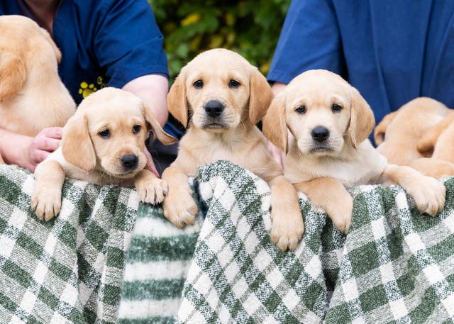 <p>13 puppies were born to mother Yori in August this year</p>