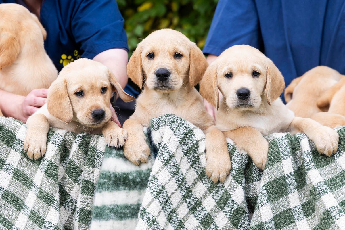 Meet the baker's dozen of puppies set to become guide dogs in 2027