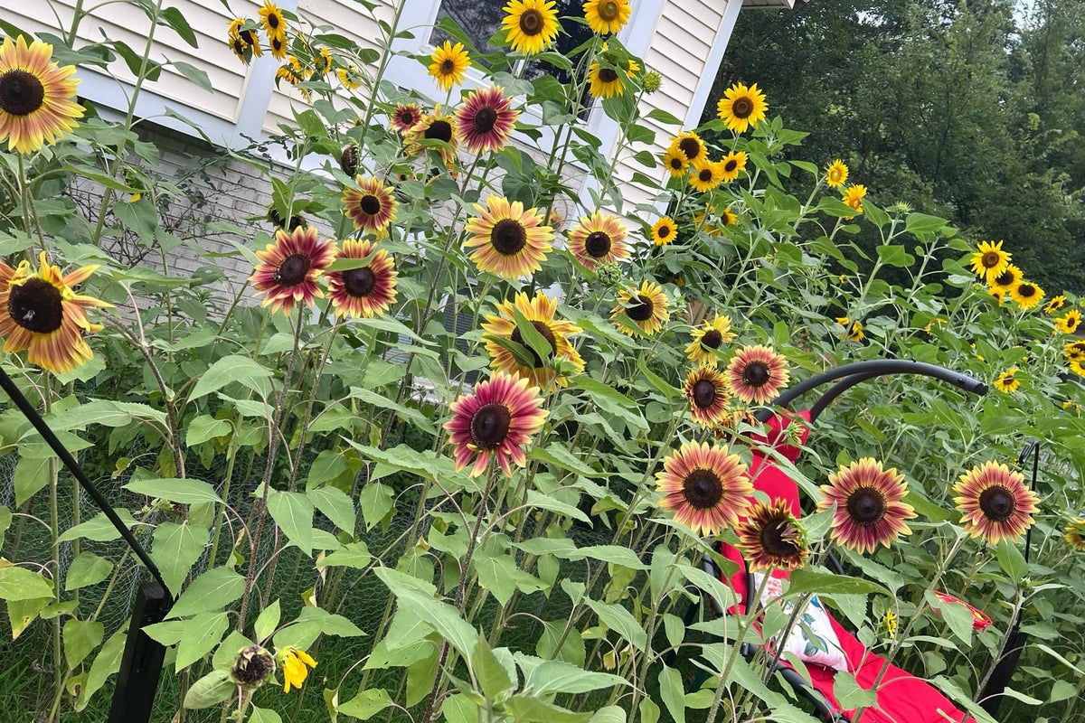 Homeowner planted a garden of sunflowers on his property in memory of a loved one. The city sued him for it Homeowner planted a garden of sunflowers on his property in memory of a loved one. The city sued him for it