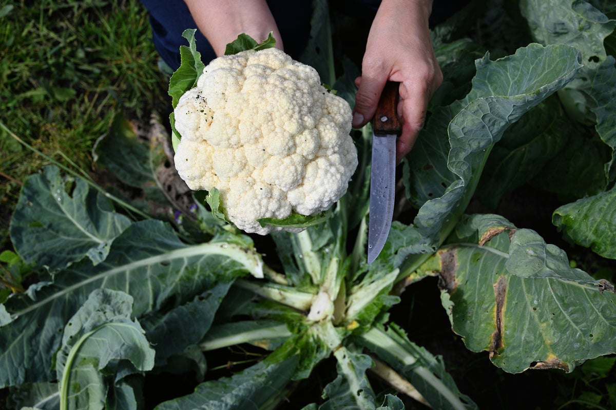 Expert tips for growing your own vegetables all year round