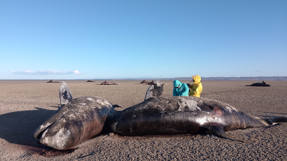 <p>Specialists examine the orcas founded stranded in San Sebastián Bay in Argentina's Tierra del Fuego province</p>